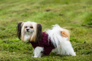 Taz, a small dog, wearing a burgundy SnugíMadra sweater