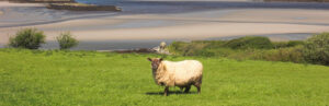 Sheep on coastal background