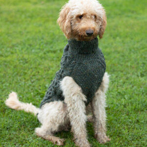 Ruby, a medium sized dog, wearing a green SnugíMadra sweater