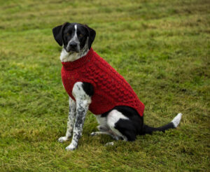 Zues, a large dog, wearing a red SnugíMadra sweater