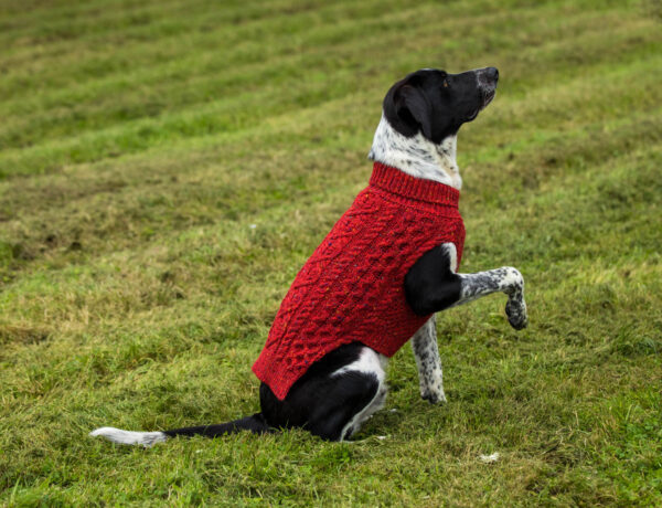 Zues giving the paw wears a red SnugíMadra sweater